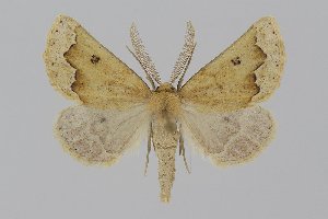  (Crocallis matillae - BC_ZSM_Lep_120242)  @11 [ ] by-nc-sa (2025) SNSB, Staatliche Naturwissenschaftliche Sammlungen Bayerns ZSM (SNSB, Zoologische Staatssammlung Muenchen)
