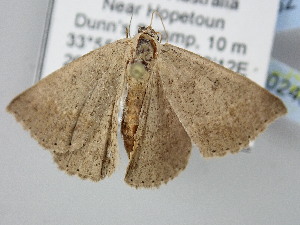  (Nearcha tristificata friedrichi - BC_ZSM_Lep_120248)  @11 [ ] by-nc-sa (2025) SNSB, Staatliche Naturwissenschaftliche Sammlungen Bayerns ZSM (SNSB, Zoologische Staatssammlung Muenchen)