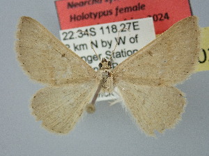  (Nearcha sylviae - BC_ZSM_Lep_120264)  @11 [ ] by-nc-sa (2025) SNSB, Staatliche Naturwissenschaftliche Sammlungen Bayerns ZSM (SNSB, Zoologische Staatssammlung Muenchen)