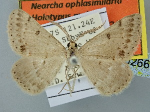  (Nearcha ophlasimilaria - BC_ZSM_Lep_120266)  @11 [ ] by-nc-sa (2025) SNSB, Staatliche Naturwissenschaftliche Sammlungen Bayerns ZSM (SNSB, Zoologische Staatssammlung Muenchen)