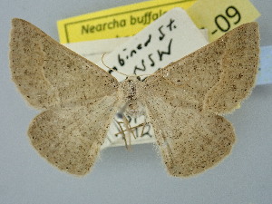  ( - BC_ZSM_Lep_120272)  @11 [ ] by-nc-sa (2025) SNSB, Staatliche Naturwissenschaftliche Sammlungen Bayerns ZSM (SNSB, Zoologische Staatssammlung Muenchen)