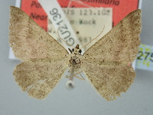  ( - BC_ZSM_Lep_120275)  @11 [ ] by-nc-sa (2025) SNSB, Staatliche Naturwissenschaftliche Sammlungen Bayerns ZSM (SNSB, Zoologische Staatssammlung Muenchen)