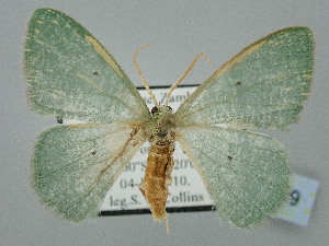  ( - BC_ZSM_Lep_120299)  @11 [ ] by-nc-sa (2025) SNSB, Staatliche Naturwissenschaftliche Sammlungen Bayerns ZSM (SNSB, Zoologische Staatssammlung Muenchen)