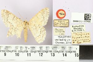  (Pingasa hypoxantha holochroa - BMNH E 1377480)  @11 [ ] NHM, London (2016) NHM, London NHM, London