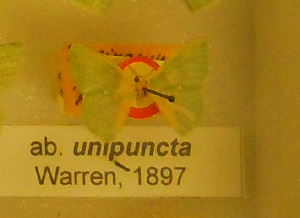  ( - BMNH E 1377513)  @11 [ ] Axel Hausmann/Bavarian State Collection of Zoology (ZSM) (2016) Axel Hausmann/Bavarian State Collection of Zoology (ZSM) Bavarian State Collection of Zoology