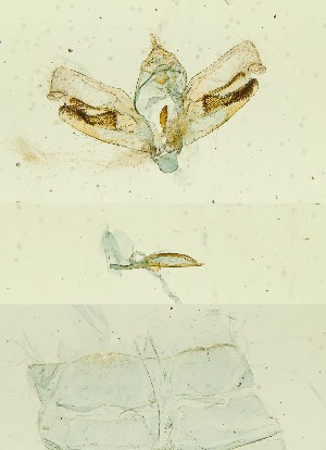  ( - BC ZSM Lep 110699)  @11 [ ] by-nc-sa (2023) SNSB, Staatliche Naturwissenschaftliche Sammlungen Bayerns ZSM (SNSB, Zoologische Staatssammlung Muenchen)