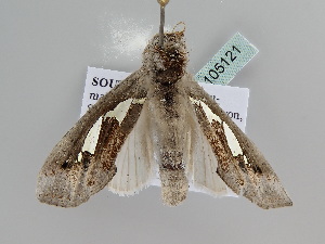  ( - BC ZSM Lep 105121)  @11 [ ] CreativeCommons - Attribution Non-Commercial Share-Alike (2019) SNSB, Staatliche Naturwissenschaftliche Sammlungen Bayerns ZSM (SNSB, Zoologische Staatssammlung Muenchen)