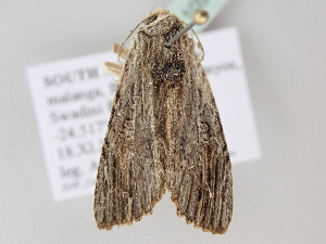  ( - BC ZSM Lep 105918)  @11 [ ] CreativeCommons - Attribution Non-Commercial Share-Alike (2019) SNSB, Staatliche Naturwissenschaftliche Sammlungen Bayerns ZSM (SNSB, Zoologische Staatssammlung Muenchen)