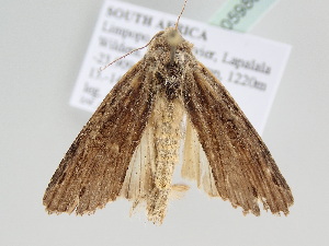  ( - BC ZSM Lep 105986)  @11 [ ] CreativeCommons - Attribution Non-Commercial Share-Alike (2019) SNSB, Staatliche Naturwissenschaftliche Sammlungen Bayerns ZSM (SNSB, Zoologische Staatssammlung Muenchen)