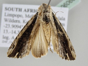  ( - BC ZSM Lep 106066)  @11 [ ] CreativeCommons - Attribution Non-Commercial Share-Alike (2019) SNSB, Staatliche Naturwissenschaftliche Sammlungen Bayerns ZSM (SNSB, Zoologische Staatssammlung Muenchen)