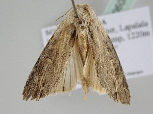  ( - BC ZSM Lep 106068)  @11 [ ] CreativeCommons - Attribution Non-Commercial Share-Alike (2019) SNSB, Staatliche Naturwissenschaftliche Sammlungen Bayerns ZSM (SNSB, Zoologische Staatssammlung Muenchen)