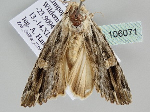  ( - BC ZSM Lep 106071)  @11 [ ] CreativeCommons - Attribution Non-Commercial Share-Alike (2019) SNSB, Staatliche Naturwissenschaftliche Sammlungen Bayerns ZSM (SNSB, Zoologische Staatssammlung Muenchen)