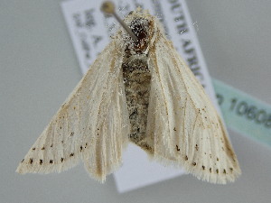 ( - BC ZSM Lep 106089)  @11 [ ] CreativeCommons - Attribution Non-Commercial Share-Alike (2019) SNSB, Staatliche Naturwissenschaftliche Sammlungen Bayerns ZSM (SNSB, Zoologische Staatssammlung Muenchen)
