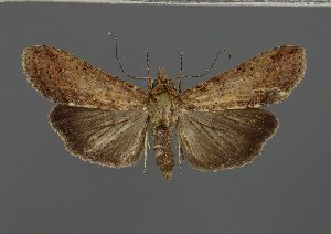  (Gyrtona malgassica - BC ZSM Lep 104665)  @11 [ ] CreativeCommons - Attribution Non-Commercial Share-Alike (2019) SNSB, Staatliche Naturwissenschaftliche Sammlungen Bayerns ZSM (SNSB, Zoologische Staatssammlung Muenchen)