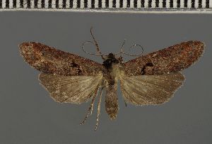  (Gyrtona polymorpha - BC ZSM Lep 104667)  @11 [ ] CreativeCommons - Attribution Non-Commercial Share-Alike (2019) SNSB, Staatliche Naturwissenschaftliche Sammlungen Bayerns ZSM (SNSB, Zoologische Staatssammlung Muenchen)