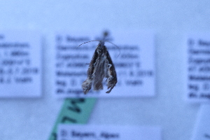  ( - BC ZSM Lep 108996)  @11 [ ] by-nc-sa (2020) SNSB, Staatliche Naturwissenschaftliche Sammlungen Bayerns ZSM (SNSB, Zoologische Staatssammlung Muenchen)