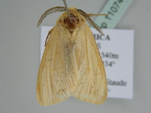  ( - BC ZSM Lep 110746)  @11 [ ] by-nc-sa (2020) SNSB, Staatliche Naturwissenschaftliche Sammlungen Bayerns ZSM (SNSB, Zoologische Staatssammlung Muenchen)