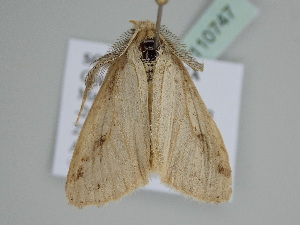  ( - BC ZSM Lep 110747)  @11 [ ] by-nc-sa (2020) SNSB, Staatliche Naturwissenschaftliche Sammlungen Bayerns ZSM (SNSB, Zoologische Staatssammlung Muenchen)