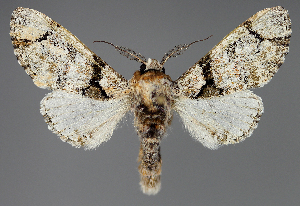  ( - BC ZSM Lep 111939)  @11 [ ] by-nc-sa (2021) SNSB, Staatliche Naturwissenschaftliche Sammlungen Bayerns ZSM (SNSB, Zoologische Staatssammlung Muenchen)
