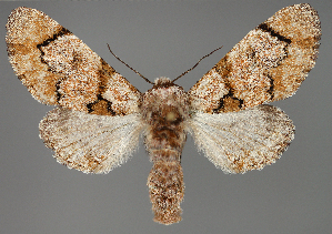  ( - BC ZSM Lep 111941)  @11 [ ] by-nc-sa (2021) SNSB, Staatliche Naturwissenschaftliche Sammlungen Bayerns ZSM (SNSB, Zoologische Staatssammlung Muenchen)