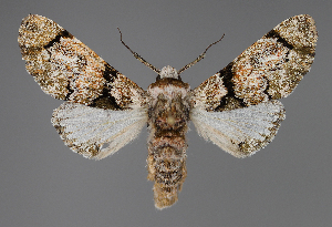  ( - BC ZSM Lep 111943)  @11 [ ] by-nc-sa (2021) SNSB, Staatliche Naturwissenschaftliche Sammlungen Bayerns ZSM (SNSB, Zoologische Staatssammlung Muenchen)