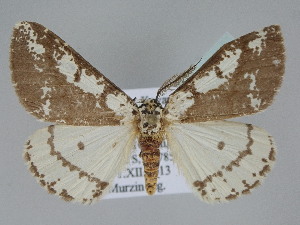  ( - BC ZSM Lep 112937)  @11 [ ] by-nc-sa (2021) SNSB, Staatliche Naturwissenschaftliche Sammlungen Bayerns ZSM (SNSB, Zoologische Staatssammlung Muenchen)