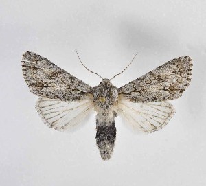  ( - BC ZSM Lep 113014)  @13 [ ] by-nc-sa (2021) SNSB, Staatliche Naturwissenschaftliche Sammlungen Bayerns ZSM (SNSB, Zoologische Staatssammlung Muenchen)