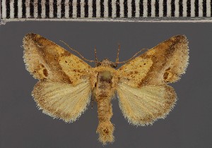  (Acontia fulvirufa - BC ZSM Lep 113180)  @11 [ ] by-nc-sa (2021) SNSB, Staatliche Naturwissenschaftliche Sammlungen Bayerns ZSM (SNSB, Zoologische Staatssammlung Muenchen)