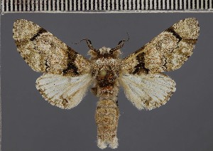  ( - BC ZSM Lep 113191)  @11 [ ] by-nc-sa (2021) SNSB, Staatliche Naturwissenschaftliche Sammlungen Bayerns ZSM (SNSB, Zoologische Staatssammlung Muenchen)