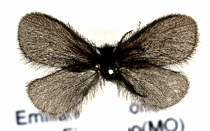  ( - BC ZSM Lep 113548)  @11 [ ] by-nc-sa (2021) SNSB, Staatliche Naturwissenschaftliche Sammlungen Bayerns ZSM (SNSB, Zoologische Staatssammlung Muenchen)