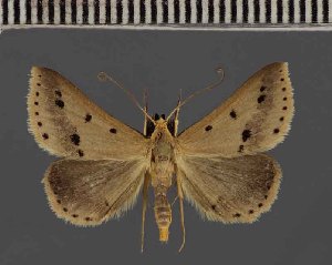  (Gesonia nigripalpa - BC ZSM Lep 113721)  @11 [ ] by-nc-sa (2021) SNSB, Staatliche Naturwissenschaftliche Sammlungen Bayerns ZSM (SNSB, Zoologische Staatssammlung Muenchen)