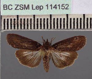  (Lophoptera DS01ST - BC ZSM Lep 114152)  @11 [ ] by-nc-sa (2021) SNSB, Staatliche Naturwissenschaftliche Sammlungen Bayerns ZSM (SNSB, Zoologische Staatssammlung Muenchen)