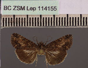  (Lophoptera 122Eth - BC ZSM Lep 114155)  @11 [ ] by-nc-sa (2021) SNSB, Staatliche Naturwissenschaftliche Sammlungen Bayerns ZSM (SNSB, Zoologische Staatssammlung Muenchen)