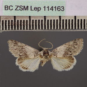  (Beihania cuculiellaYe - BC ZSM Lep 114163)  @11 [ ] by-nc-sa (2021) SNSB, Staatliche Naturwissenschaftliche Sammlungen Bayerns ZSM (SNSB, Zoologische Staatssammlung Muenchen)