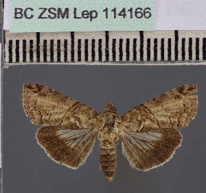  (Lophoptera arabicaPT - BC ZSM Lep 114166)  @11 [ ] by-nc-sa (2021) SNSB, Staatliche Naturwissenschaftliche Sammlungen Bayerns ZSM (SNSB, Zoologische Staatssammlung Muenchen)
