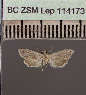  (Stenosticta griseaDS02Ke - BC ZSM Lep 114173)  @11 [ ] by-nc-sa (2021) SNSB, Staatliche Naturwissenschaftliche Sammlungen Bayerns ZSM (SNSB, Zoologische Staatssammlung Muenchen)
