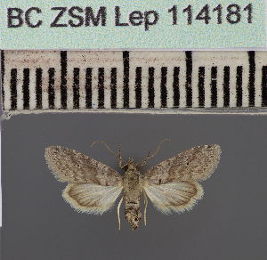  ( - BC ZSM Lep 114181)  @11 [ ] by-nc-sa (2021) SNSB, Staatliche Naturwissenschaftliche Sammlungen Bayerns ZSM (SNSB, Zoologische Staatssammlung Muenchen)