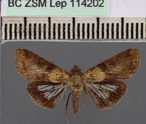  (Lophoptera nigrosuffusaDS02ST - BC ZSM Lep 114202)  @11 [ ] by-nc-sa (2021) SNSB, Staatliche Naturwissenschaftliche Sammlungen Bayerns ZSM (SNSB, Zoologische Staatssammlung Muenchen)