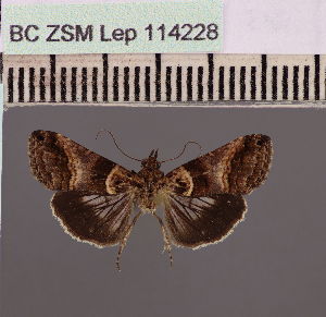  (Lophoptera bellaAng - BC ZSM Lep 114228)  @11 [ ] by-nc-sa (2021) SNSB, Staatliche Naturwissenschaftliche Sammlungen Bayerns ZSM (SNSB, Zoologische Staatssammlung Muenchen)