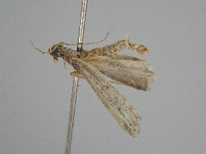  ( - BC ZSM Lep 114599)  @11 [ ] by-nc-sa (2021) SNSB, Staatliche Naturwissenschaftliche Sammlungen Bayerns ZSM (SNSB, Zoologische Staatssammlung Muenchen)