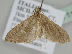  ( - BC ZSM Lep 114864)  @11 [ ] by-nc-sa (2022) SNSB, Staatliche Naturwissenschaftliche Sammlungen Bayerns ZSM (SNSB, Zoologische Staatssammlung Muenchen)