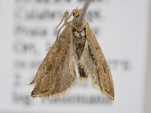  ( - BC ZSM Lep 114911)  @11 [ ] by-nc-sa (2022) SNSB, Staatliche Naturwissenschaftliche Sammlungen Bayerns ZSM (SNSB, Zoologische Staatssammlung Muenchen)