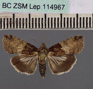  (Lophoptera saturior - BC_ZSM_Lep_114967)  @11 [ ] by-nc-sa (2022) SNSB, Staatliche Naturwissenschaftliche Sammlungen Bayerns ZSM (SNSB, Zoologische Staatssammlung Muenchen)