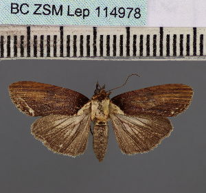  (Lophoptera togata - BC_ZSM_Lep_114978)  @11 [ ] by-nc-sa (2022) SNSB, Staatliche Naturwissenschaftliche Sammlungen Bayerns ZSM (SNSB, Zoologische Staatssammlung Muenchen)