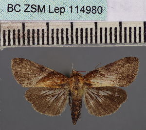  (Lophoptera emirufa - BC_ZSM_Lep_114980)  @11 [ ] by-nc-sa (2022) SNSB, Staatliche Naturwissenschaftliche Sammlungen Bayerns ZSM (SNSB, Zoologische Staatssammlung Muenchen)