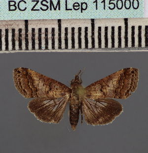  (Lophoptera coeruleaDS01Gab - BC_ZSM_Lep_115000)  @11 [ ] by-nc-sa (2022) SNSB, Staatliche Naturwissenschaftliche Sammlungen Bayerns ZSM (SNSB, Zoologische Staatssammlung Muenchen)