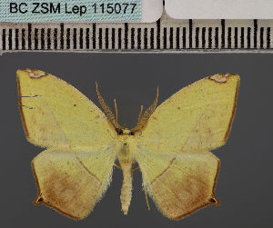  (Epigynopteryx ansorgeiDS01 Eth - BC_ZSM_Lep_115077)  @11 [ ] by-nc-sa (2022) SNSB, Staatliche Naturwissenschaftliche Sammlungen Bayerns ZSM (SNSB, Zoologische Staatssammlung Muenchen)