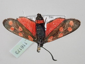  (Zygaena dorycnii keredjensis - BC_ZSM_Lep_116173)  @11 [ ] by-nc-sa (2023) SNSB, Staatliche Naturwissenschaftliche Sammlungen Bayerns ZSM (SNSB, Zoologische Staatssammlung Muenchen)