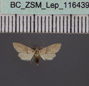  ( - BC_ZSM_Lep_116439)  @11 [ ] by-nc-sa (2023) SNSB, Staatliche Naturwissenschaftliche Sammlungen Bayerns ZSM (SNSB, Zoologische Staatssammlung Muenchen)