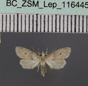  (Stenosticta griseaDS07Ke - BC_ZSM_Lep_116445)  @11 [ ] by-nc-sa (2023) SNSB, Staatliche Naturwissenschaftliche Sammlungen Bayerns ZSM (SNSB, Zoologische Staatssammlung Muenchen)